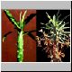 Euphorbia_tugelensis.jpg