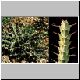 Euphorbia_uhligiana.jpg