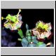 Euphorbia_gatbergensis.jpg