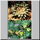 Euphorbia_gorgonis.jpg