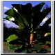Euphorbia_grandifolia.jpg
