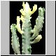Euphorbia_grey_ghost_Cv.jpg