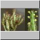 Euphorbia_griseola_mashonica1.jpg