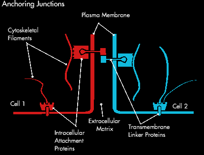 Anchoring Junctions