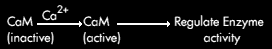 CaM (inactive) +Ca(2+) -> Active CaM -> Regulates Enzyme Activity