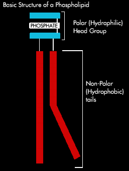 basic structure of a phospholipid