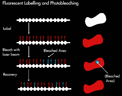 photobleaching