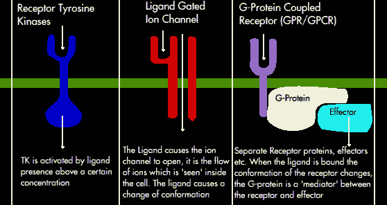 Receptor Types