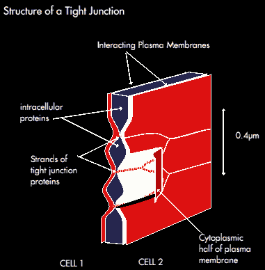 Structure of Tight Junction