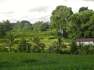 Terraced ricefields in Bali