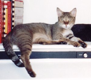 The Chausie a breed of cat created as a hybrid from the Jungle Cat.