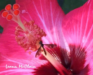 hibiscus2015.jpg