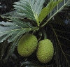 Breafruit plant