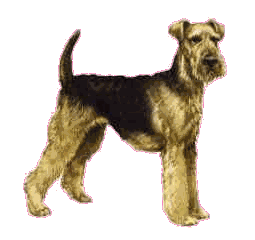 Airedale Terrier