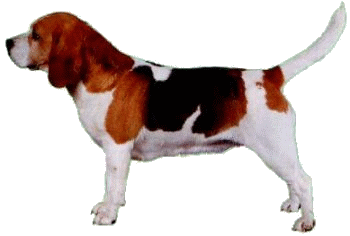 Beagle