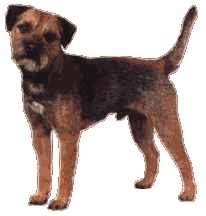 Border Terrier