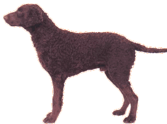 Curly-Coated Retriever