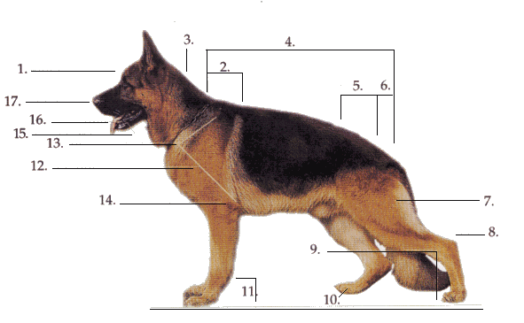 German Shepherd Dog