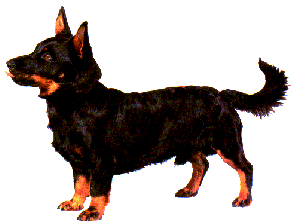 Lancashire Heeler