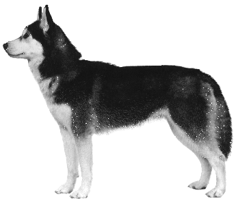 Siberian Husky