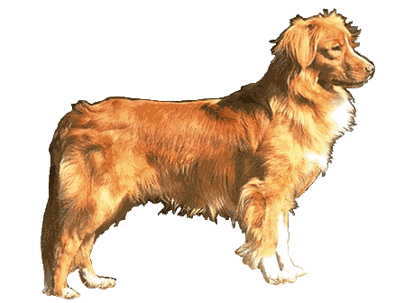 Nova Scotia Duck Tolling Retriever