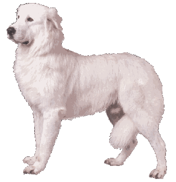 Maremma Sheepdog