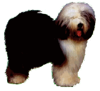 Old English Sheepdog