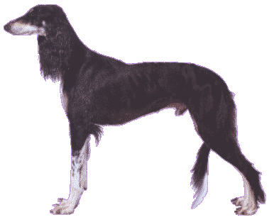 Saluki