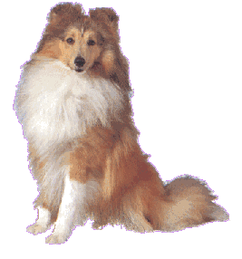 Shetland Sheepdog