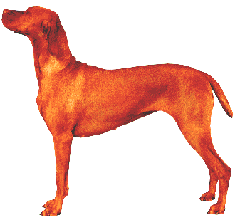 Hungarian Vizsla