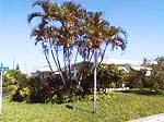 miami2.jpg (5102 bytes)