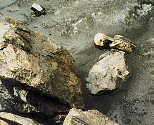 The Iceman shortly after its discovery
