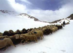 Sheep in Alps