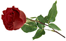 A Farewell Rose for Dale Evans
