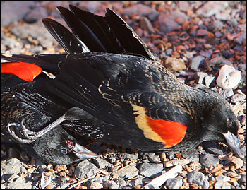 Picture of a dead bird Mabus includes in his posts near the phrase "Omens of Death"