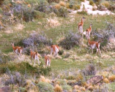 guanacos_01.jpg