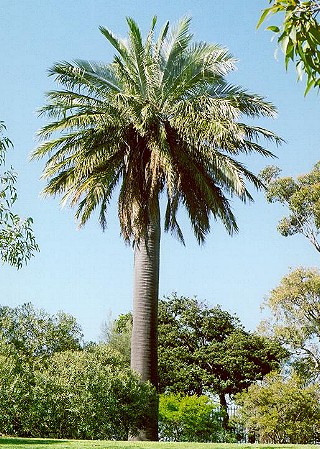 jubaea_chilensis_01.jpg