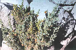 senecio_sp._chachacoma.jpg