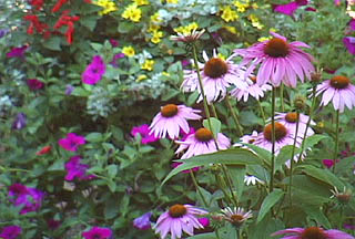 purpleconeflowers pic