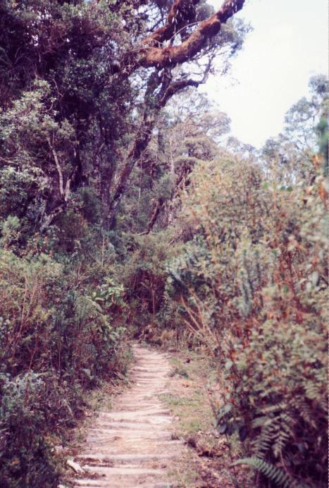 Camino (Enero, 1998)