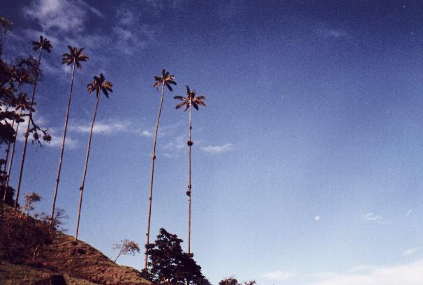 Palma de Cera (Enero, 1999)