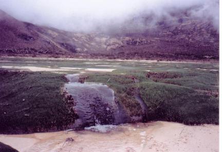 Pantanos del Quindo (Enero, 1999)