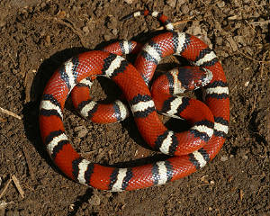 milksnake.jpg