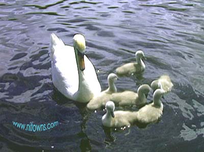 Mother Swan and Cygnets