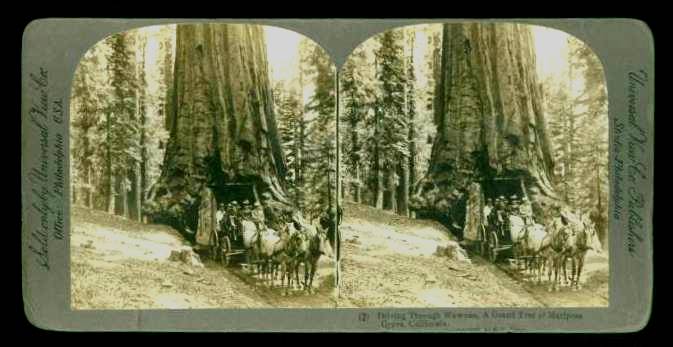 California, U.S.A - Giant Redwood Trees