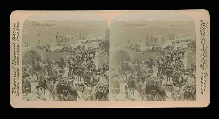 Caravan of Camels