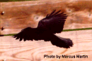 crow-fly.gif (9949 bytes)