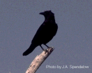 crow-perch.gif (7794 bytes)