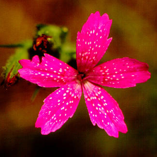 Deptford Pink
