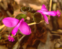 Fringed Polygala
